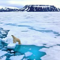 Polar bear on pack ice