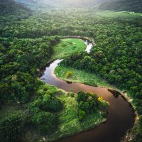 Mata Atlantica - Atlantic Forest in Brazil