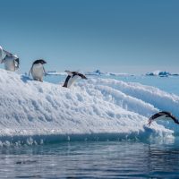 Adelie Penguins diving off Ice Berg in Antarctica